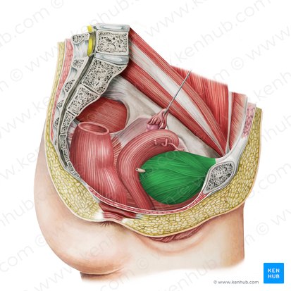 Bexiga (Vesica urinaria); Imagem: Irina Münstermann