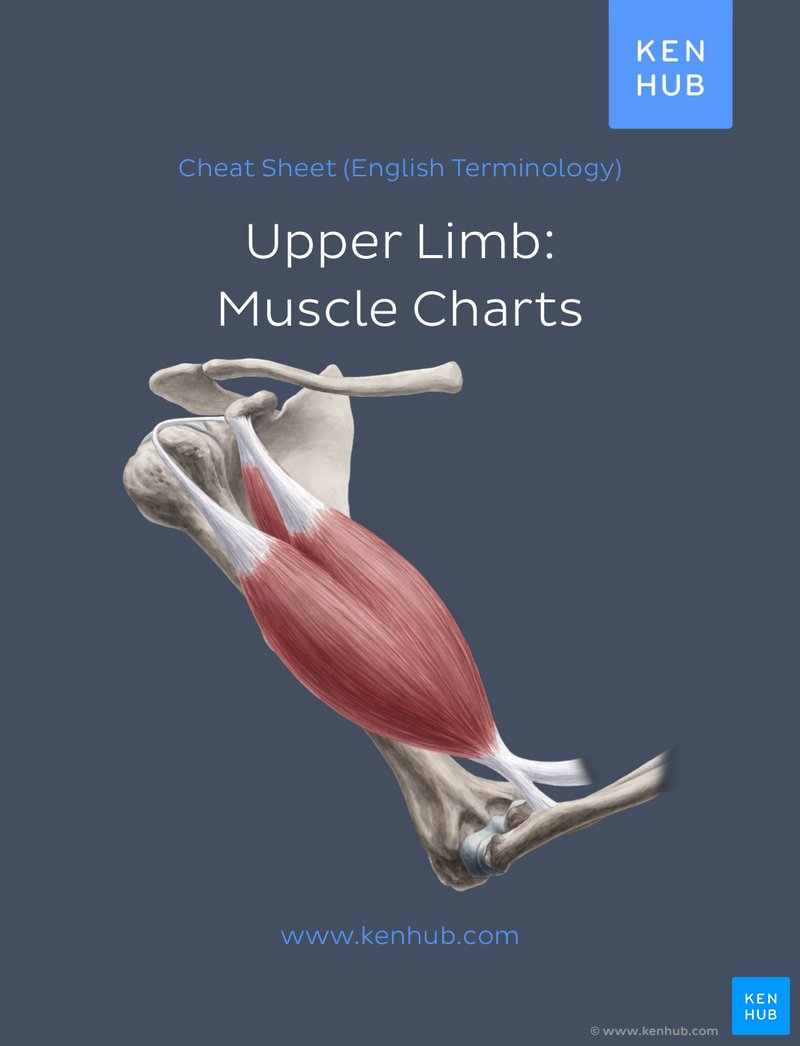 Upper limb: Muscle Charts