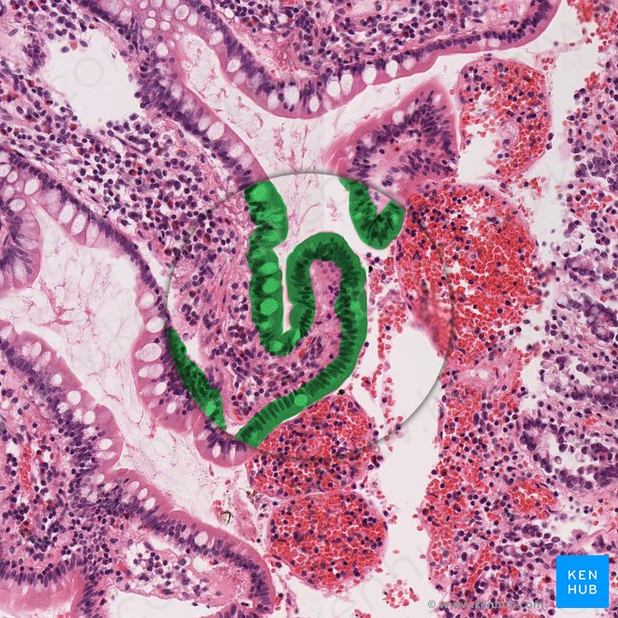 Simple columnar epithelium (Epithelium simplex columnare); Image: 