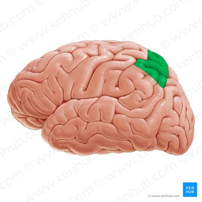 Somatosensory association area (Area associationis somatosensoria); Image: Paul Kim