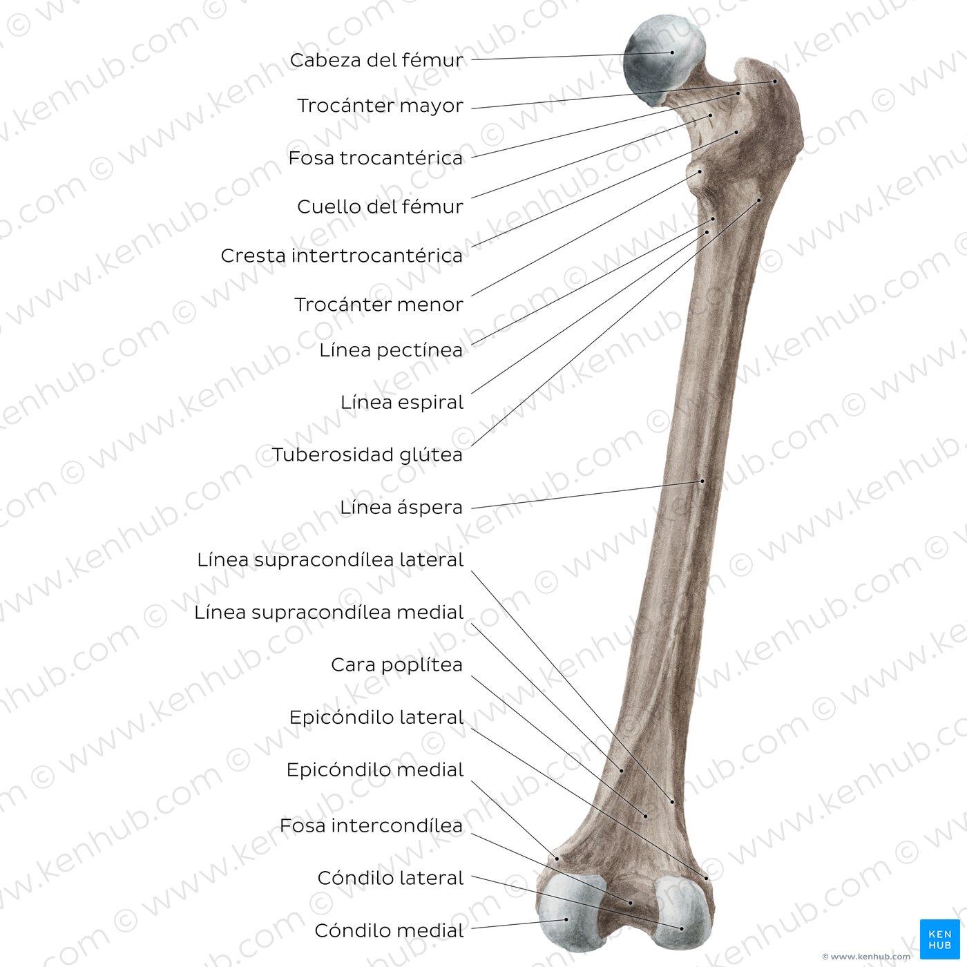 Anatomía del fémur: Vista posterior