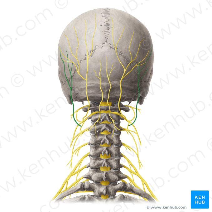 Nervo occipital menor (Nervus occipitalis minor); Imagem: Yousun Koh