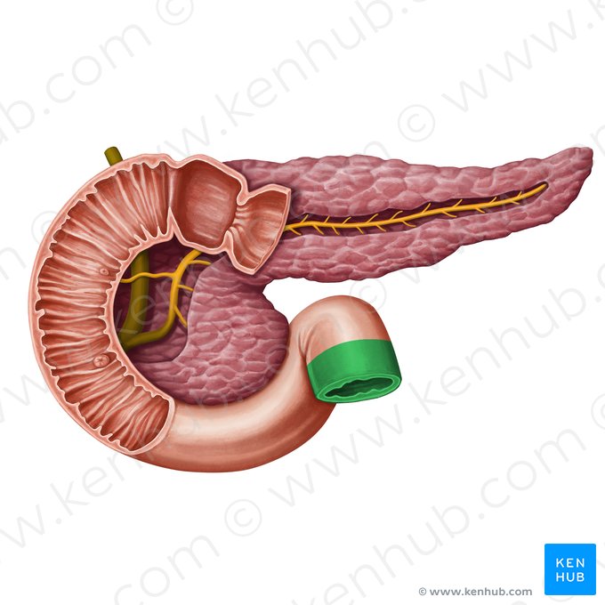 Jejunum (Leerdarm); Bild: Irina Münstermann