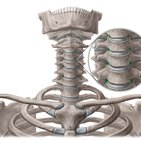 Uncovertebral joints