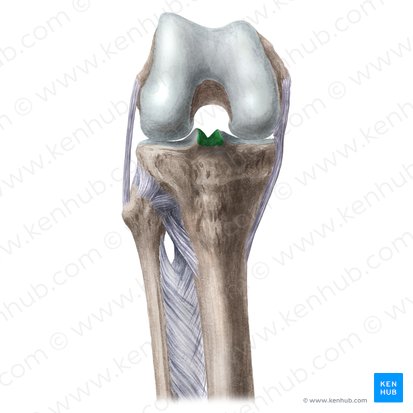 Eminencia intercondílea de la tibia (Eminentia intercondylaris tibiae); Imagen: Liene Znotina