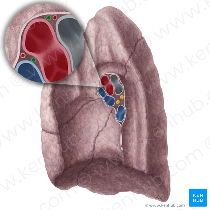 Bronchial veins of right lung (Venae bronchiales pulmonis dextri); Image: Yousun Koh