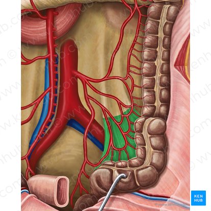 Mesocólon sigmoide (Mesocolon sigmoideum); Imagem: Irina Münstermann