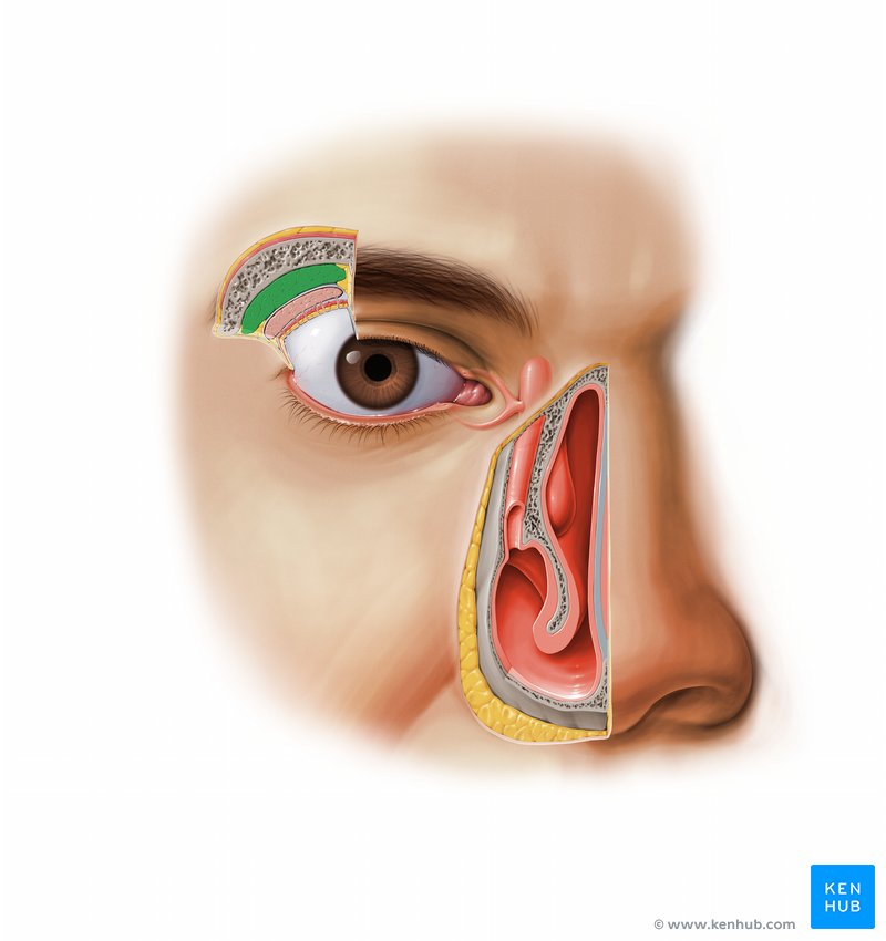 Lacrimal gland: Ventral view