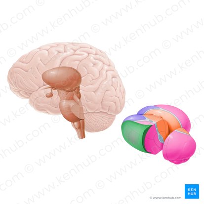 Núcleo reticular do tálamo (Nucleus reticularis thalami); Imagem: Paul Kim