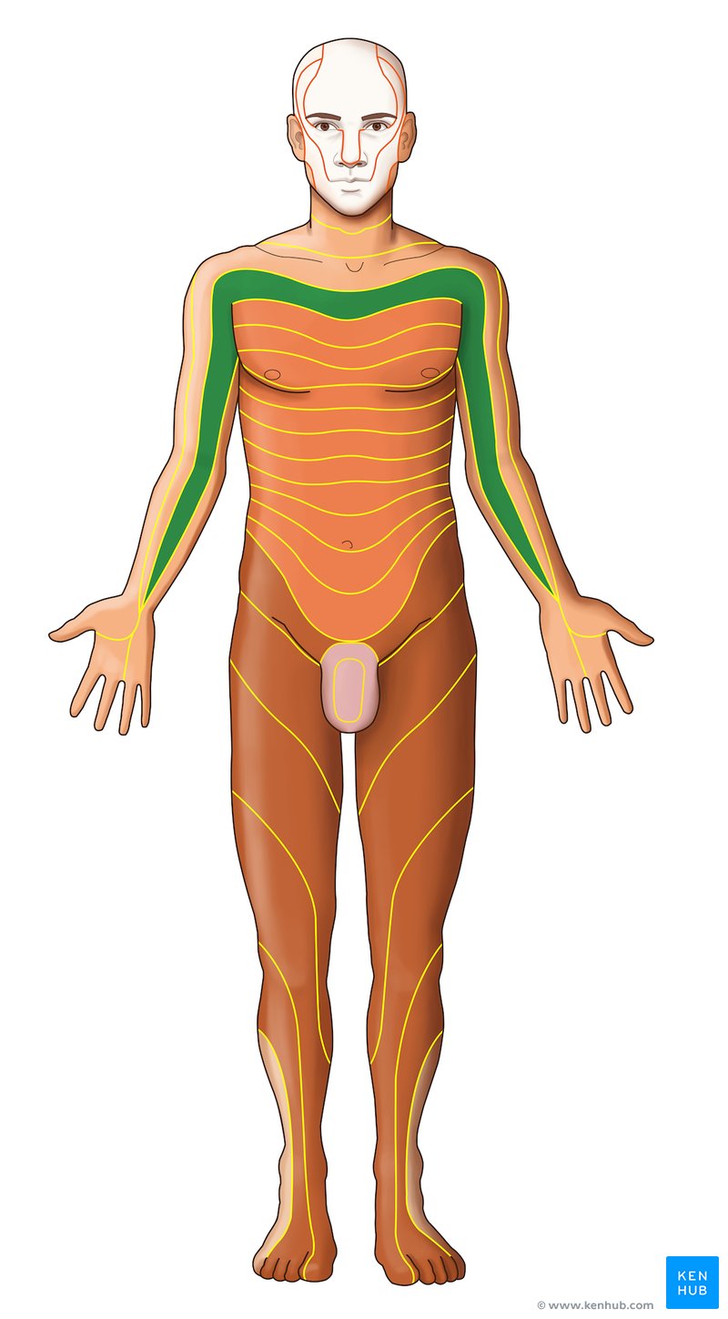 T1 dermatome - ventral view