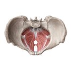 Muscles of the pelvic floor and perineum