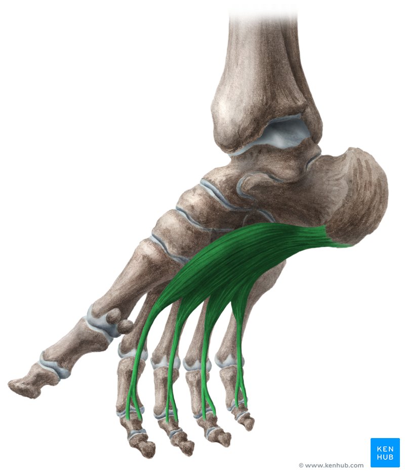 Flexor digitorum brevis muscle (musculus flexor digitorum brevis)