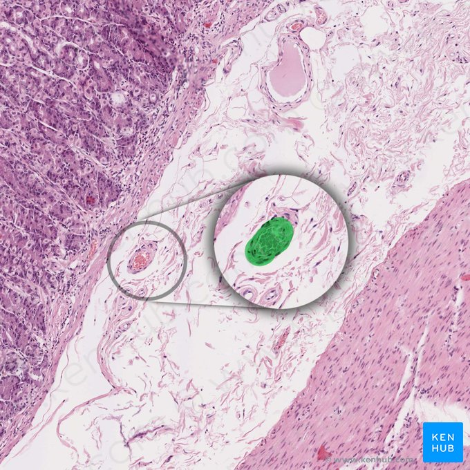 Vena de la submucosa (Vena submucosae); Imagen: 