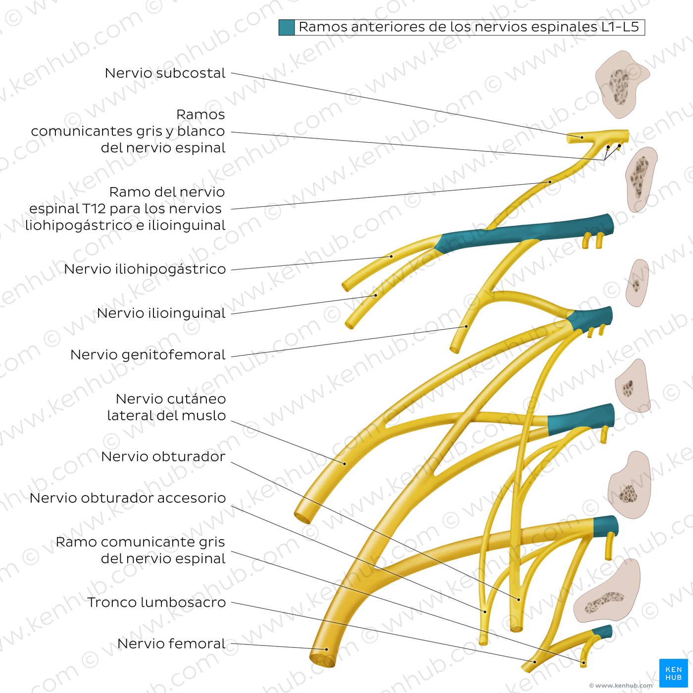 Plexo lumbar