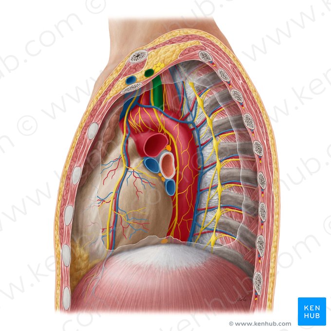 Arteria subclavia izquierda (Arteria subclavia sinistra); Imagen: Yousun Koh