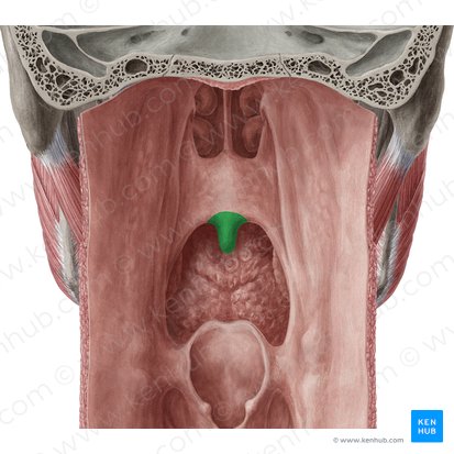 Uvula of palate (Uvula palatina); Image: Yousun Koh