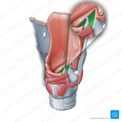 Fente de la glotte (Rima glottidis); Image : Paul Kim