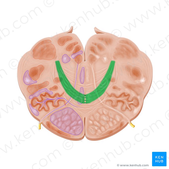 Fibras arqueadas internas (Fibrae arcuatae internae); Imagem: Paul Kim