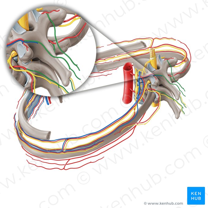 Ramo cutâneo dorsal medial da artéria intercostal posterior (Ramus cutaneus dorsalis medialis arteriae intercostalis posterioris); Imagem: Paul Kim