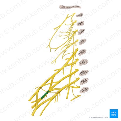 Faisceau postérieur du plexus brachial (Fasciculus posterior plexus brachialis); Image : Begoña Rodriguez