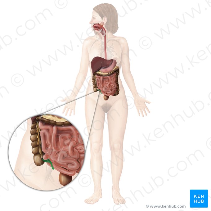 Vermiform appendix (Appendix vermiformis); Image: Begoña Rodriguez