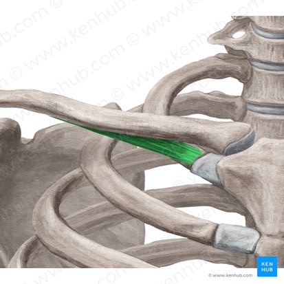 Músculo subclávio (Musculus subclavius); Imagem: Yousun Koh