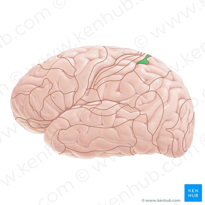 Área 5 de Brodmann (Area Brodmann 5); Imagem: Paul Kim