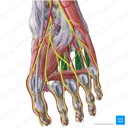 Músculos interósseos plantares (Musculi interossei plantares); Imagem: Liene Znotina