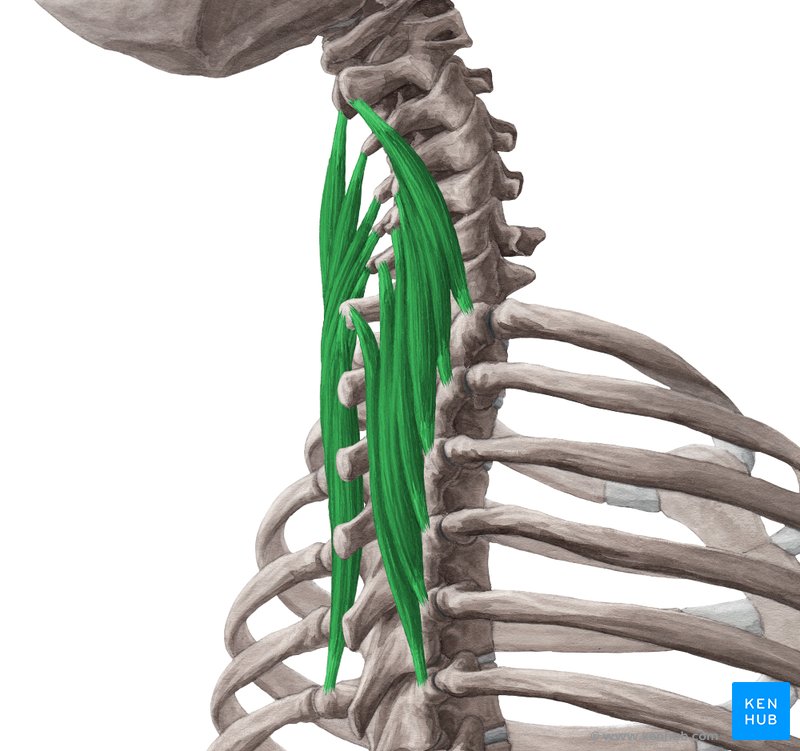 Semispinalis cervicis muscle (Musculus semispinalis cervicis)