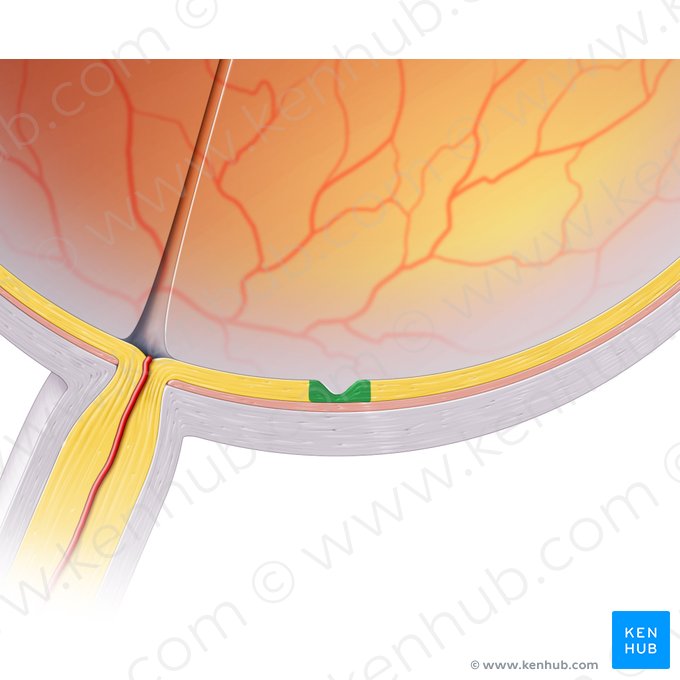 Fóvea central (Fovea centralis); Imagem: Paul Kim