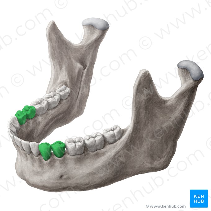 Dentes pré-molares (Dentes premolares); Imagem: Yousun Koh