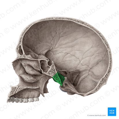 Porción basilar del hueso occipital (Pars basilaris ossis occipitalis); Imagen: Yousun Koh