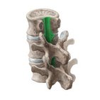 Posterior longitudinal ligament