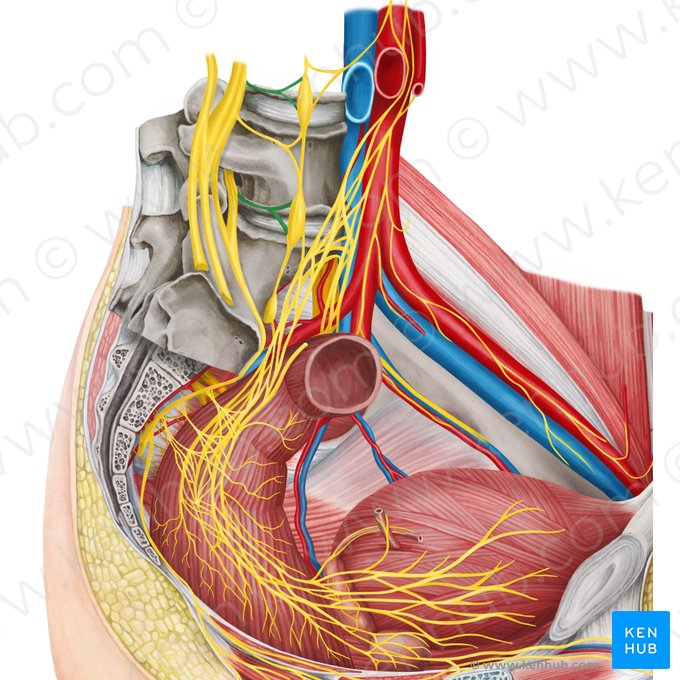 Ramus communicans griseus nervi spinalis (Grauer Verbindungsast des Spinalnervs); Bild: Irina Münstermann