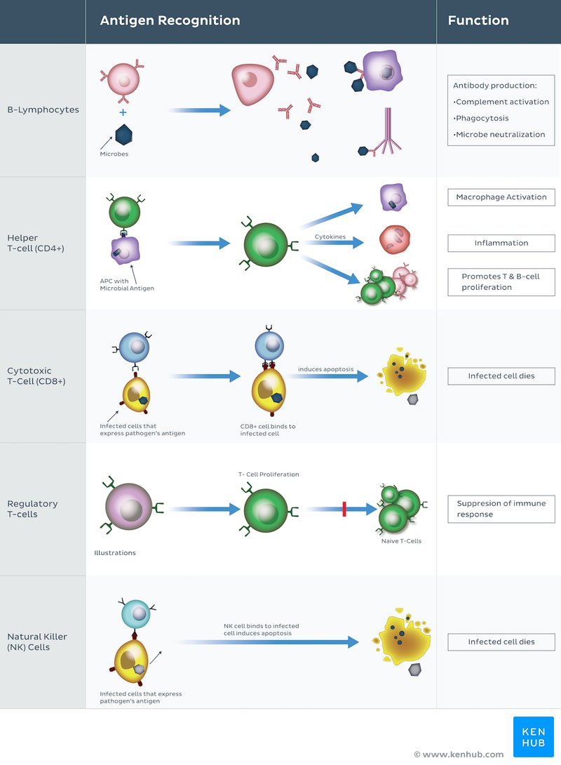 Classes of lymphocytes and their functions