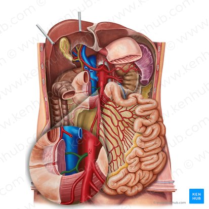 Inferior pancreaticoduodenal artery (Arteria pancreaticoduodenalis inferior); Image: Irina Münstermann