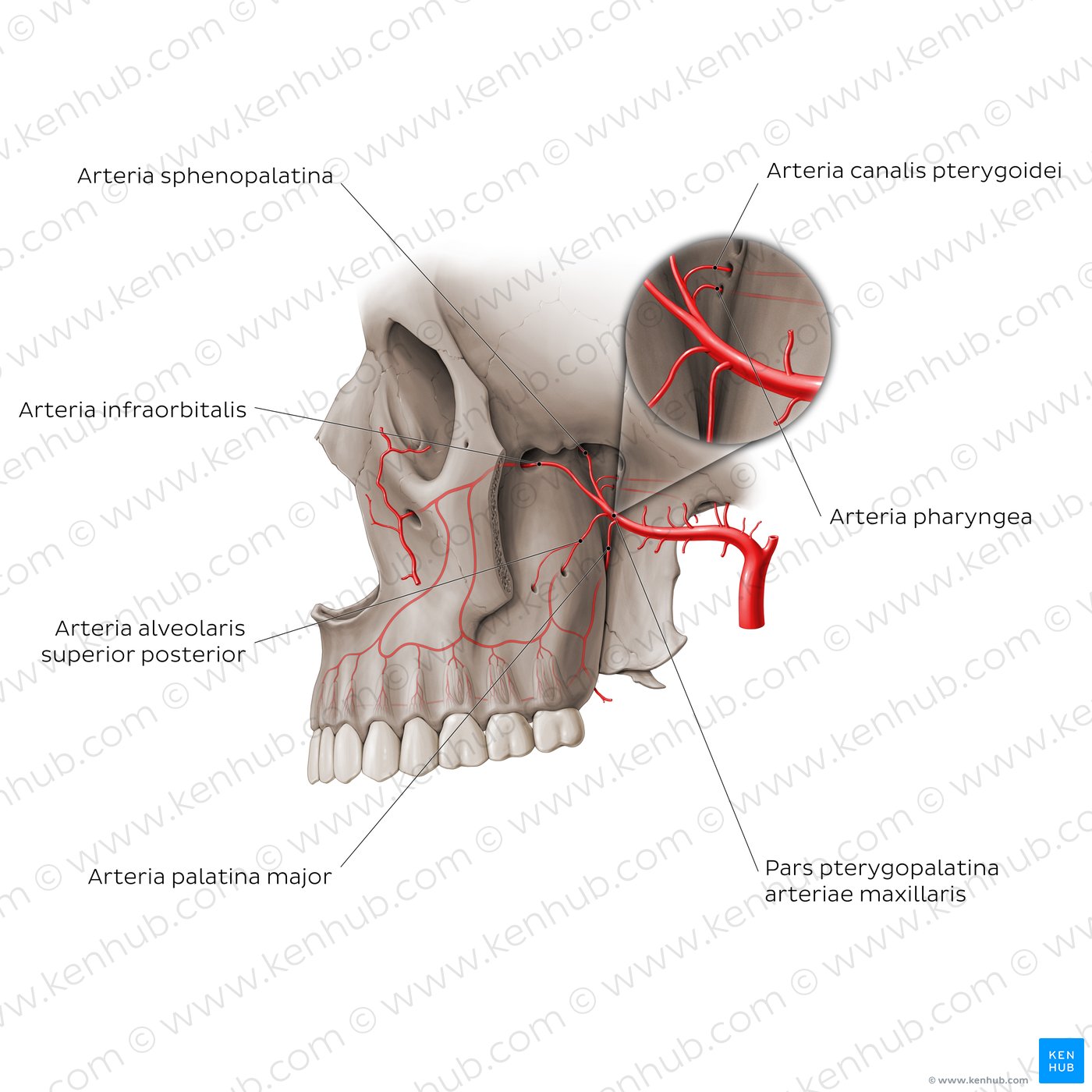 Arterien der Fossa pterygopalatina