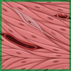 Smooth muscle