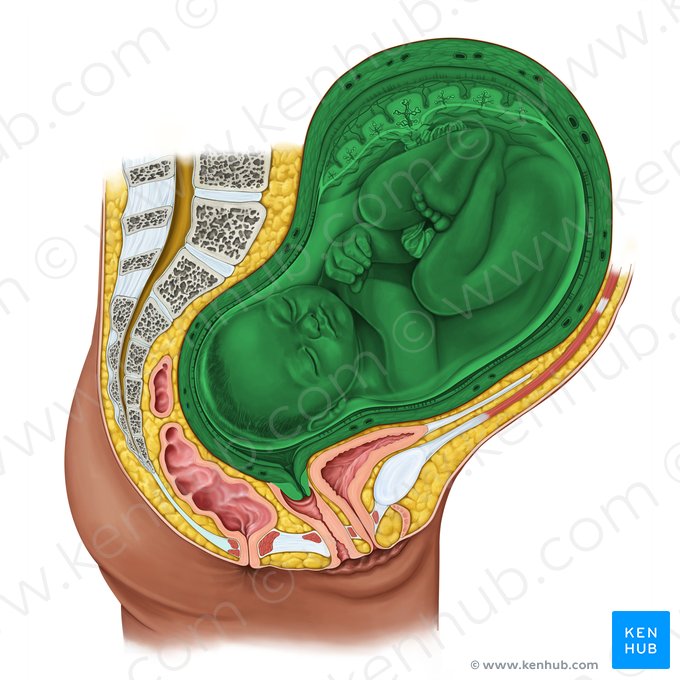 Útero (Uterus); Imagem: Irina Münstermann