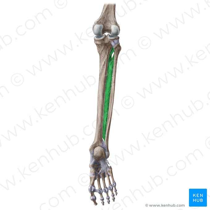 Membrana interóssea da perna (Membrana interossea cruris); Imagem: Liene Znotina