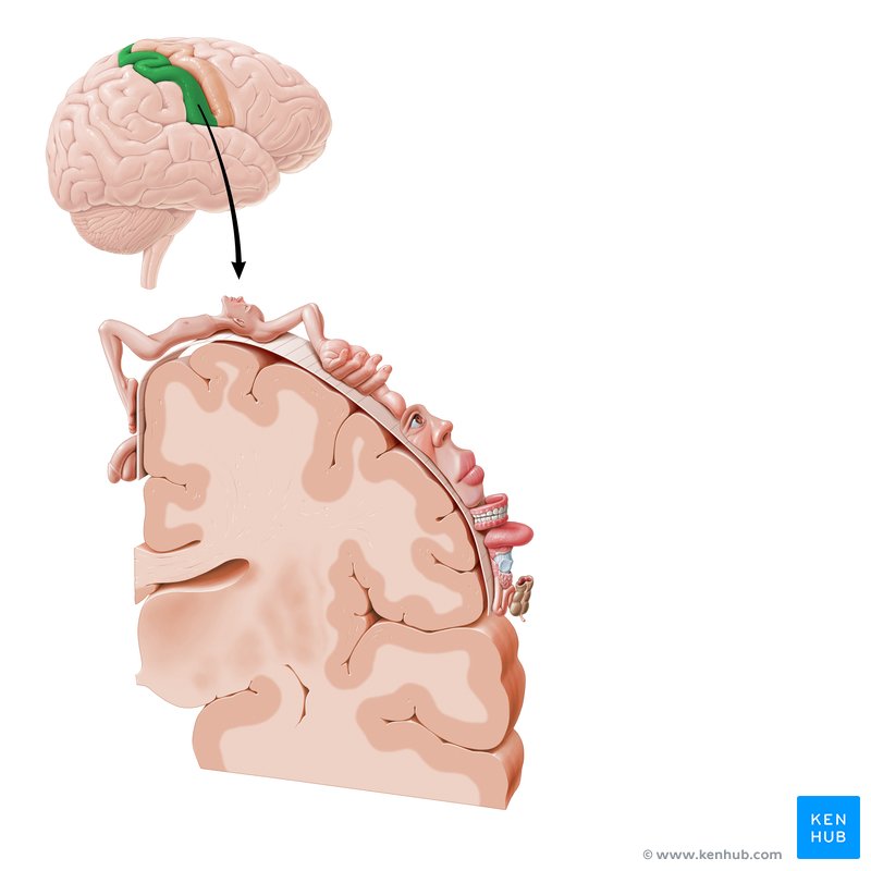 Post central gyrus (coronal view)