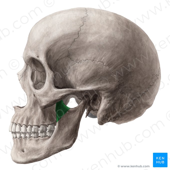 Processo coronoide da mandíbula (Processus coronoideus mandibulae); Imagem: Yousun Koh