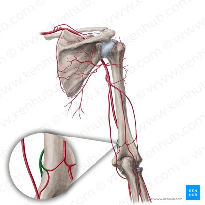 Artère collatérale ulnaire inférieure (Arteria collateralis ulnaris inferior); Image : Yousun Koh