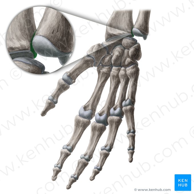 Incisura ulnar del radio (Incisura ulnaris radii); Imagen: Yousun Koh