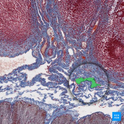 Submucosal lymphatic vessel (Vas lymphaticum submucosae); Image: 