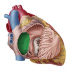 Interatrial septum