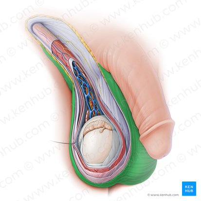 Cutis scroti (Haut des Hodensacks); Bild: Paul Kim