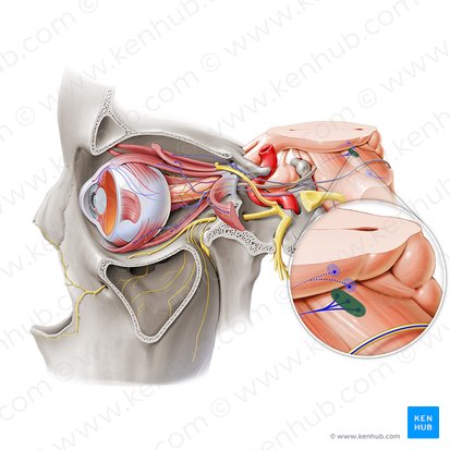 Nucleus of oculomotor nerve (Nucleus nervi oculomotorii); Image: Paul Kim