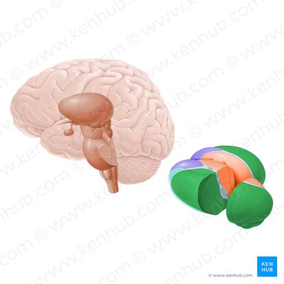 Núcleos talamicos laterales (Nuclei laterales thalami); Imagen: Paul Kim