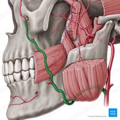 Arteria facial (Arteria facialis); Imagen: Paul Kim